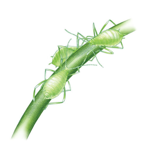 How to Kill Aphids Organically